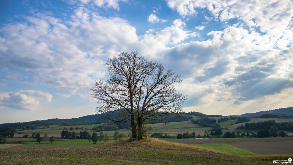 Baum