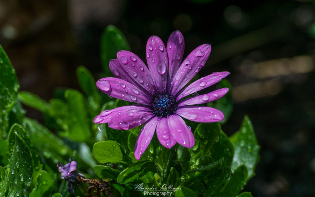Blume